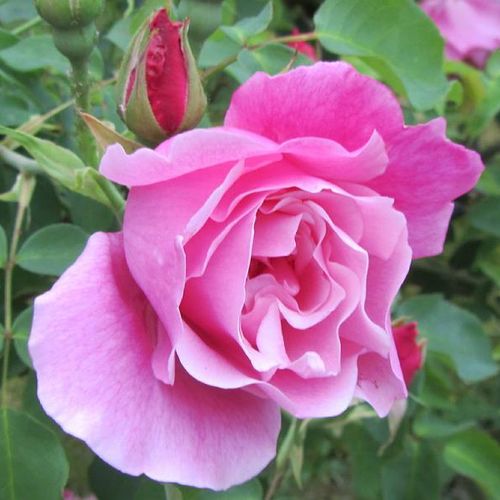 Rosa  Madame Grégoire Staechelin - růžová - Stromkové růže, květy kvetou ve skupinkách - stromková růže s převislou korunou